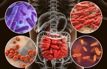 Artistic render of internal gut organs