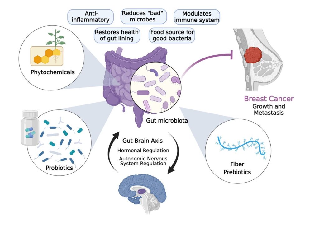 Diagram showing the relationship between the gut and phytochemicals
