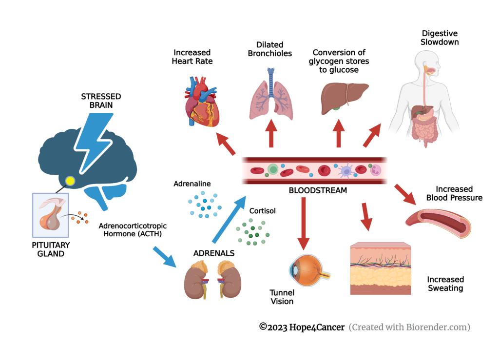 Diagram showing how stress effects various organs of the body
