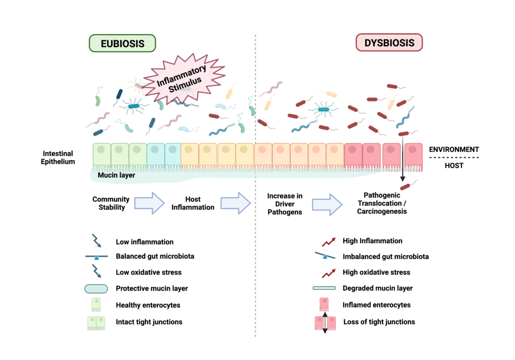 Diagram representing the induction of dysbiosis from inflammatory stimuli